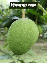 হিমসাগর আম