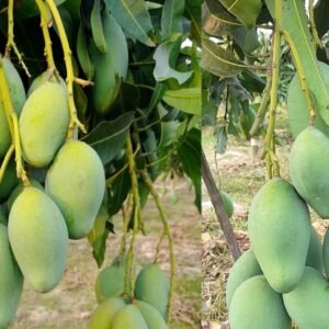 আমরুপালি আম